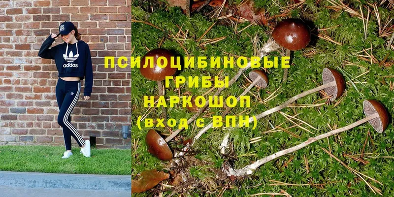 Галлюциногенные грибы MAGIC MUSHROOMS  купить наркоту  Новосибирск 