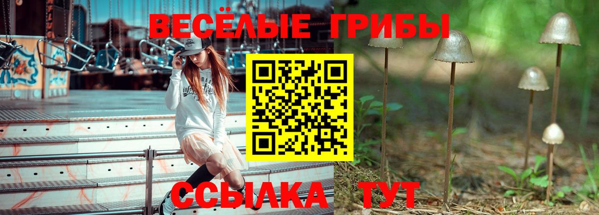 Новосибирск  сколько стоит  Вход с VPN  Псилоцибиновые грибы мицелий 