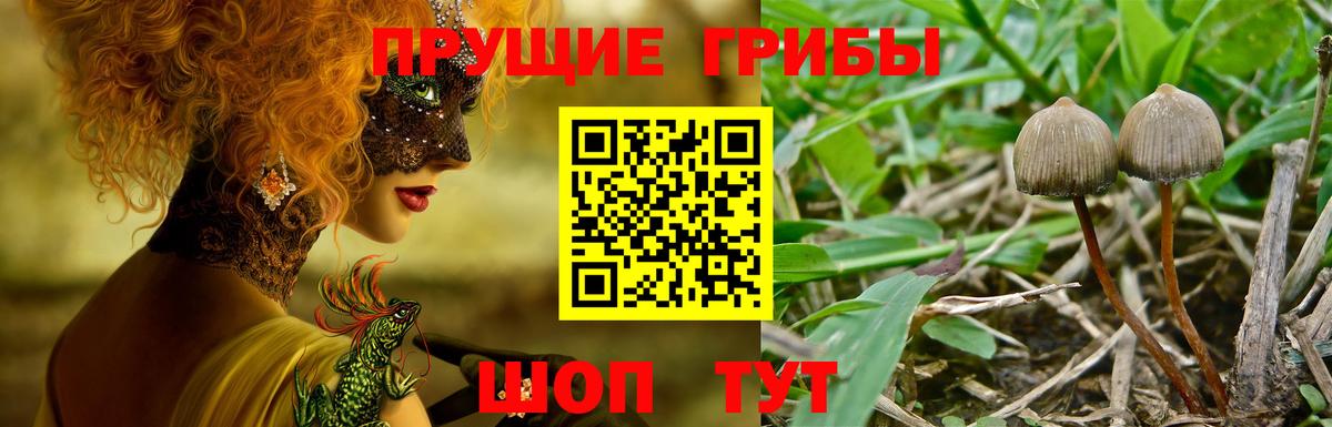 Псилоцибиновые грибы Psilocybe Новосибирск