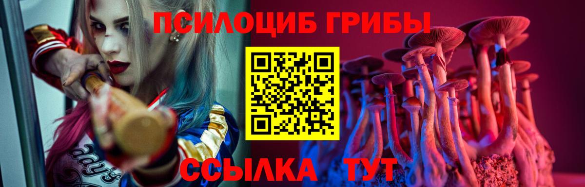 Псилоцибиновые грибы Psilocybe Новосибирск